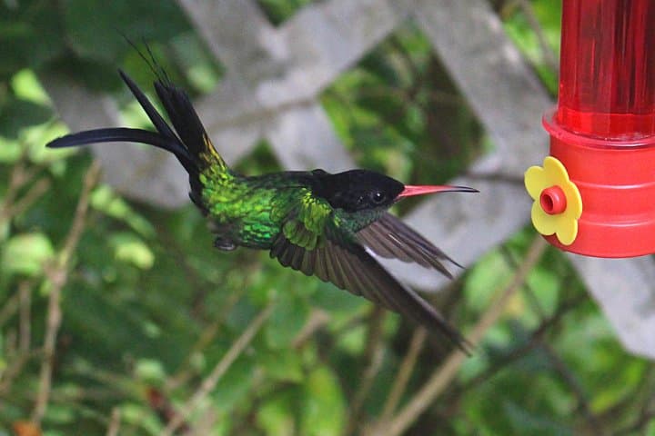 Ahhh Ras Natango Garden & Gallery — Montego Bay Mountain Views and Hummingbirds
