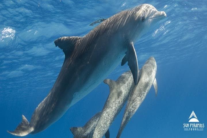Satayh Dolphin Reef Snorkeling Trip from Marsa Alam photo 2