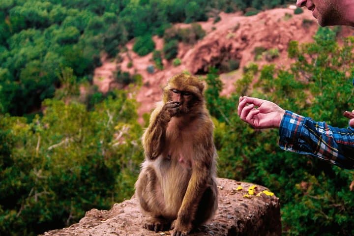 Ouzoud Falls Day Trip from Marrakech — 110m Waterfalls, Monkeys & Olive Valleys photo 5