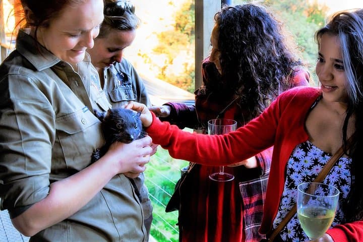 Twilight with the Devils: Cradle Mountain Sunset Sanctuary Experience