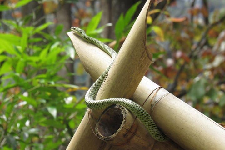Full-Day Khao Sok Nature Tour from Khao Lak: Jungle Trek, Bamboo Rafting & Limestone Views photo 5