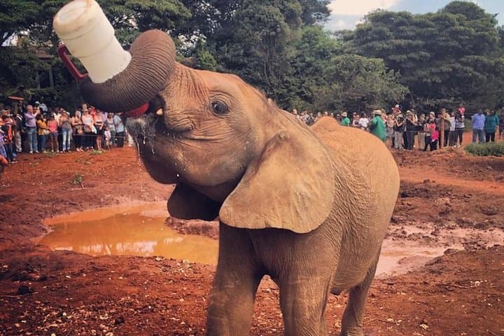 Visiting David Sheldrick Elephant Orphanage — Nairobi Half-Day Wildlife Experience