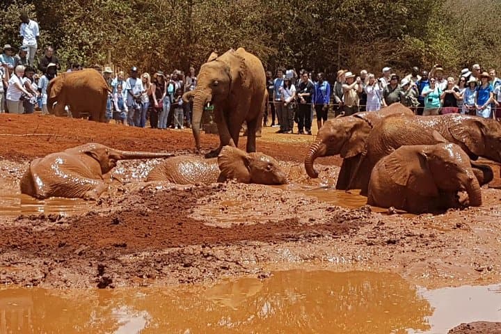 Visiting David Sheldrick Elephant Orphanage — Nairobi Half-Day Wildlife Experience photo 2