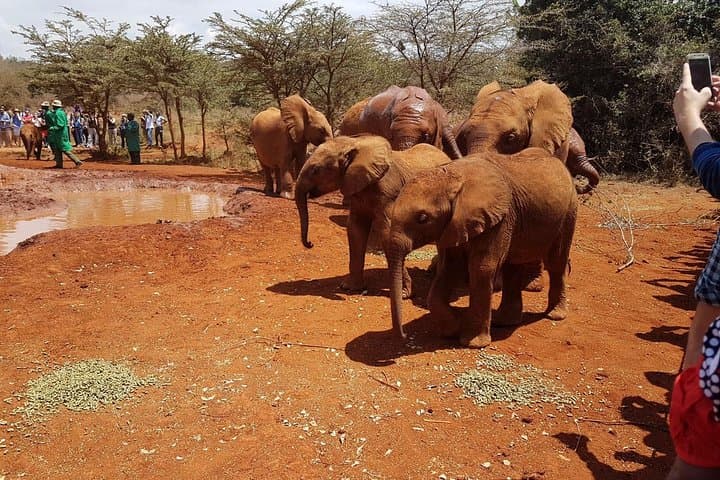 Visiting David Sheldrick Elephant Orphanage — Nairobi Half-Day Wildlife Experience photo 4