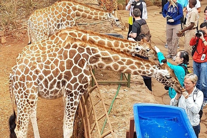 Giraffe Center Half-Day Trip from Nairobi: Feed Rothschild Giraffes & Walk the Gogo River Trail photo 3