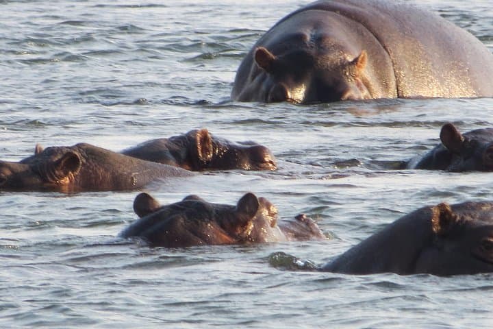 Zambezi Sunset Cruise and Victoria Falls Guided Tour Combo photo 3