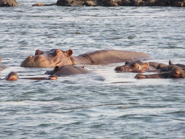 Zambezi Sunset Cruise and Victoria Falls Guided Tour Combo photo 6