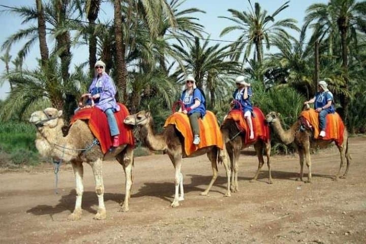 Palm Grove Camel Ride Near Marrakech: Half-Day Camel Trek & Berber Tea photo 6