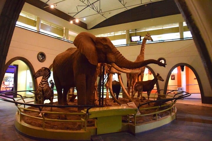 Face to Face with Rothschilds: Giraffe Centre, David Sheldrick & National Museum Day Tour photo 3