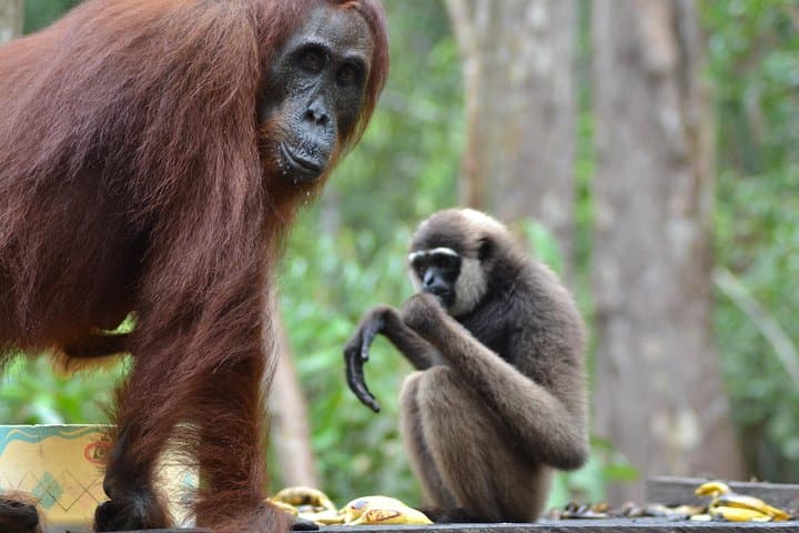 Klotok Day Trip to Tanjung Puting: Orangutan Adventure from Kumai photo 2