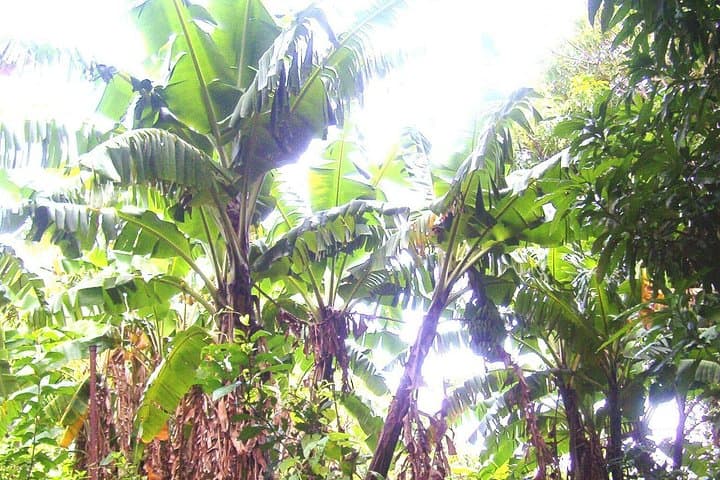 St Kitts Half-Day Rainforest Walk: Vervet Monkeys, Medicinal Plants & Historic Estates photo 5