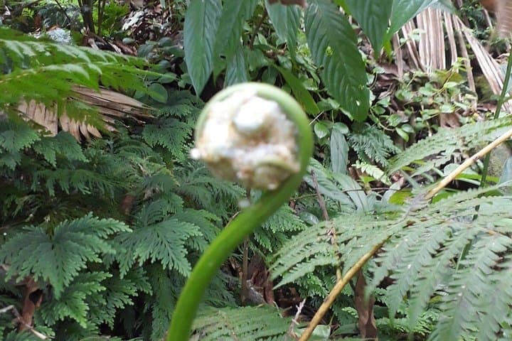 St Kitts Half-Day Rainforest Walk: Vervet Monkeys, Medicinal Plants & Historic Estates photo 6