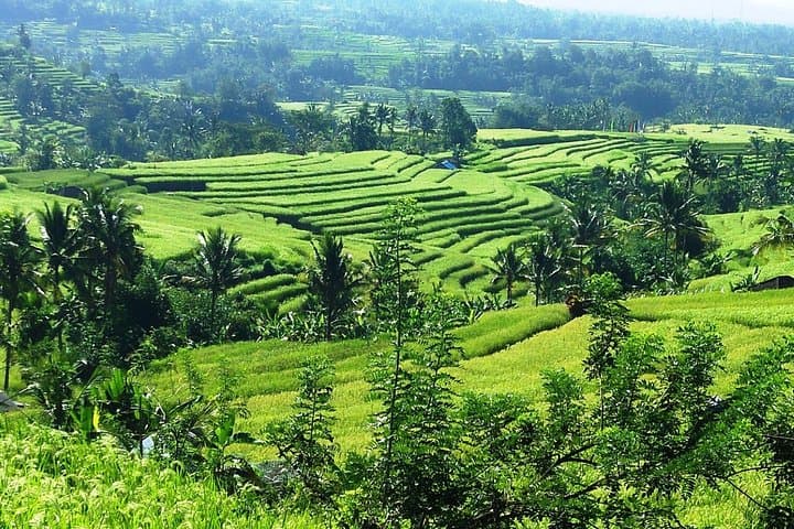E-Biking Jatiluwih: 1-Hour Ride Through Bali's UNESCO Rice Terraces photo 4