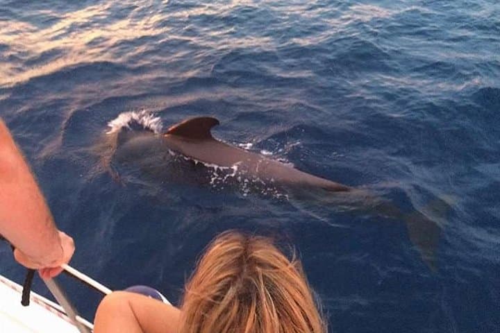 Luxury 3-Hour Catamaran Whale and Dolphin Charter in Tenerife photo 5