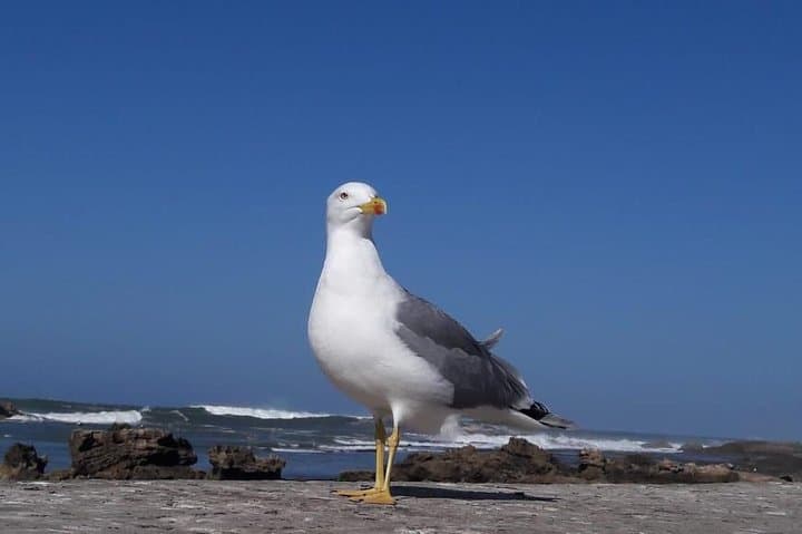 Marrakech to Essaouira: Private Day Trip to the Atlantic Port photo 5