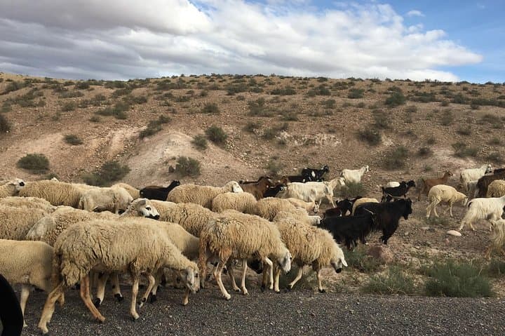 Ourika Valley Half-Day Trip from Marrakech: Camel Ride, Argan Cooperative & Waterfalls photo 5