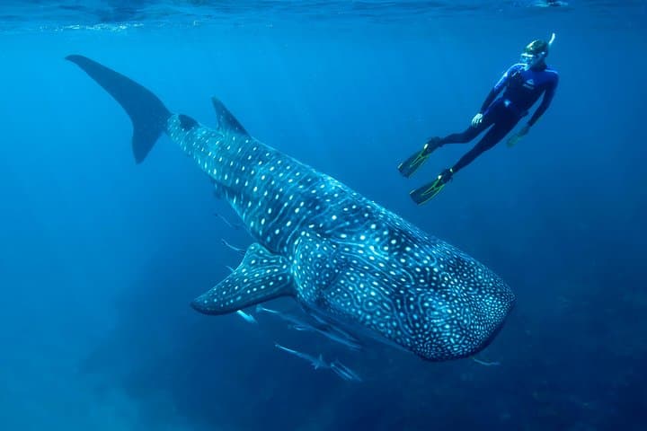 Swim with Whale Sharks & Relax at Isla Mujeres — Cancun Day Trip