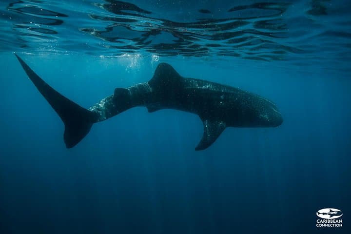 Swim with Whale Sharks & Relax at Isla Mujeres — Cancun Day Trip photo 3