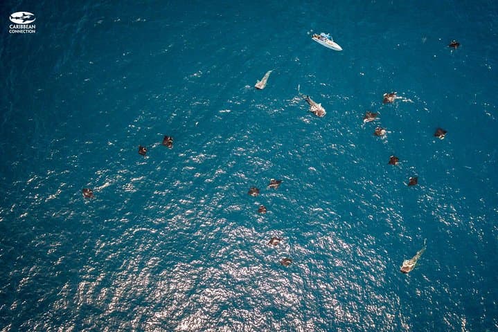 Swim with Whale Sharks & Relax at Isla Mujeres — Cancun Day Trip photo 4