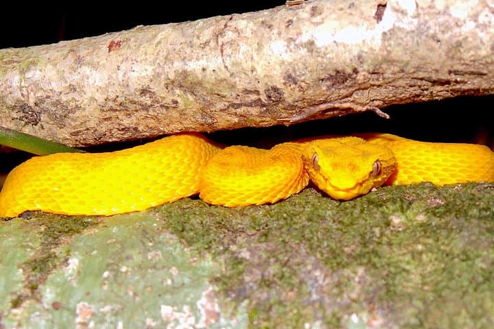 Manuel Antonio Herping Night Tour: Reptiles & Amphibians photo 6