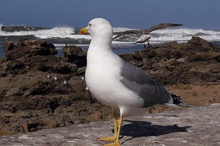 Essaouira Day Trip from Marrakech: Mogador Coastal Excursion photo 2