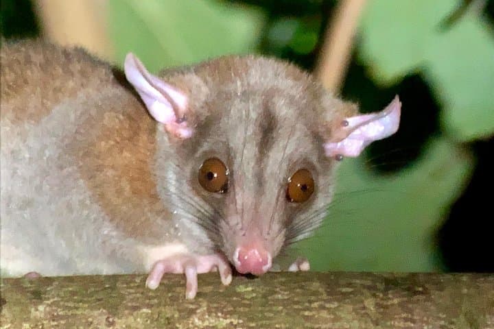 Manuel Antonio Night Jungle Tour: Guided Nocturnal Wildlife Search photo 5