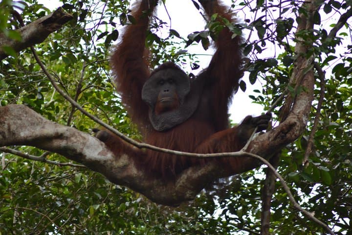 5-Day Tanjung Puting Orangutan Jungle Trail — Klotok Boat, Camp Leakey & Lowland Rainforest photo 3