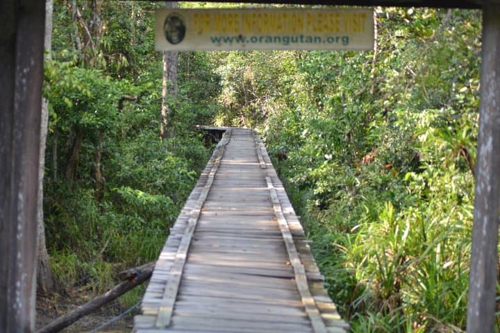 5-Day Tanjung Puting Orangutan Jungle Trail — Klotok Boat, Camp Leakey & Lowland Rainforest photo 4