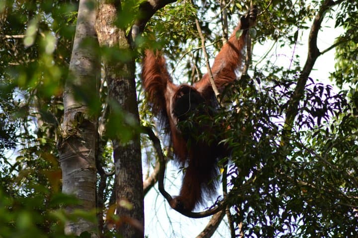 5-Day Tanjung Puting Orangutan Jungle Trail — Klotok Boat, Camp Leakey & Lowland Rainforest photo 6