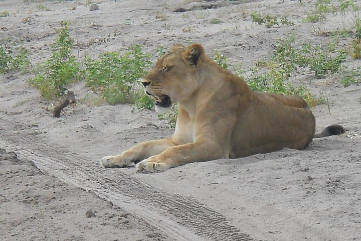 Chobe Full-Day Safari from Victoria Falls: Boat Cruise & Game Drive in Chobe National Park photo 3