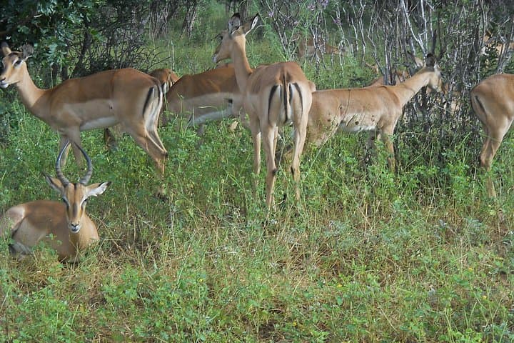 Chobe Full-Day Safari from Victoria Falls: Boat Cruise & Game Drive in Chobe National Park photo 4