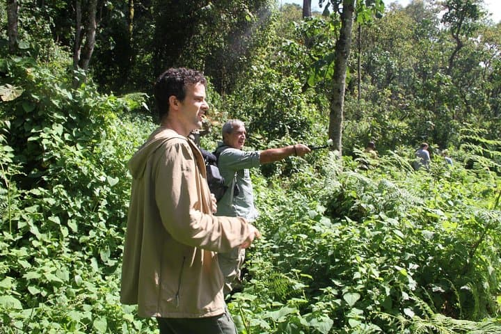 3-Day Bwindi Gorilla Trekking Tour from Kampala — Mountain Gorillas in Uganda photo 4