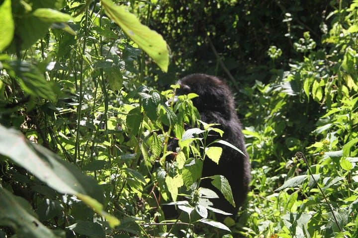3-Day Bwindi Gorilla Trekking Tour from Kampala — Mountain Gorillas in Uganda photo 5