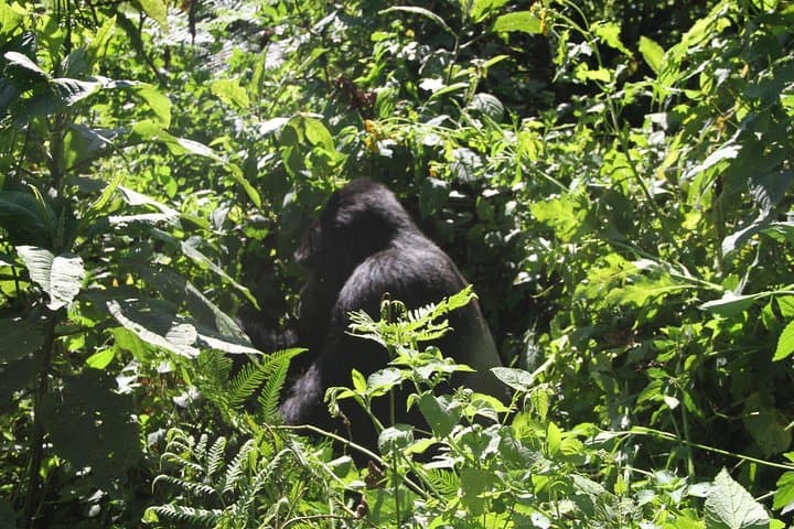 3-Day Bwindi Gorilla Trekking Tour from Kampala — Mountain Gorillas in Uganda photo 6