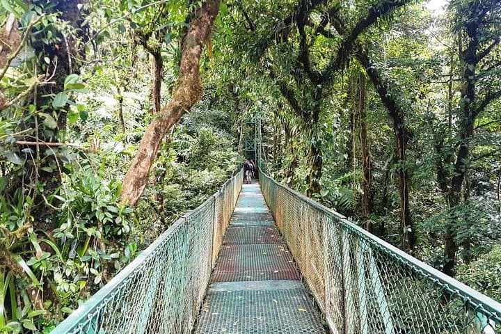 Monteverde Hanging Bridges Day Trip from San Jose: Cloud Forest Walks & Wildlife photo 3