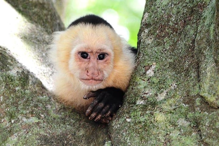 Monteverde Hanging Bridges Day Trip from San Jose: Cloud Forest Walks & Wildlife photo 2