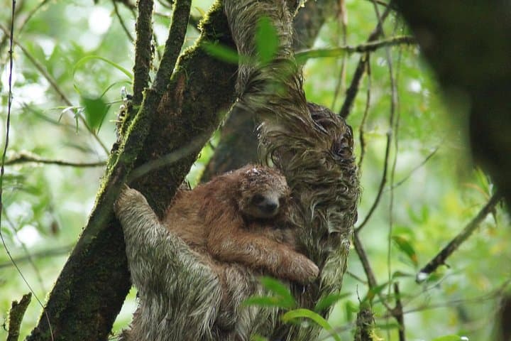 Sloth Watching Trail in La Fortuna: Rainforest Walk to See Sloths Up Close photo 3