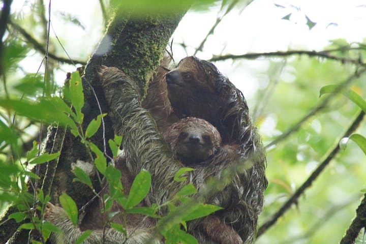 Sloth Watching Trail in La Fortuna: Rainforest Walk to See Sloths Up Close photo 2