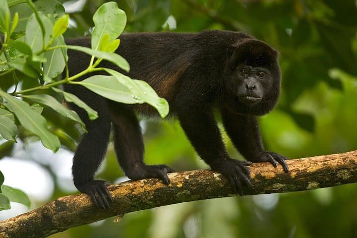 Sky Walk at Tenorio Volcano: Hanging Bridges & Rainforest Preserve Tour photo 3