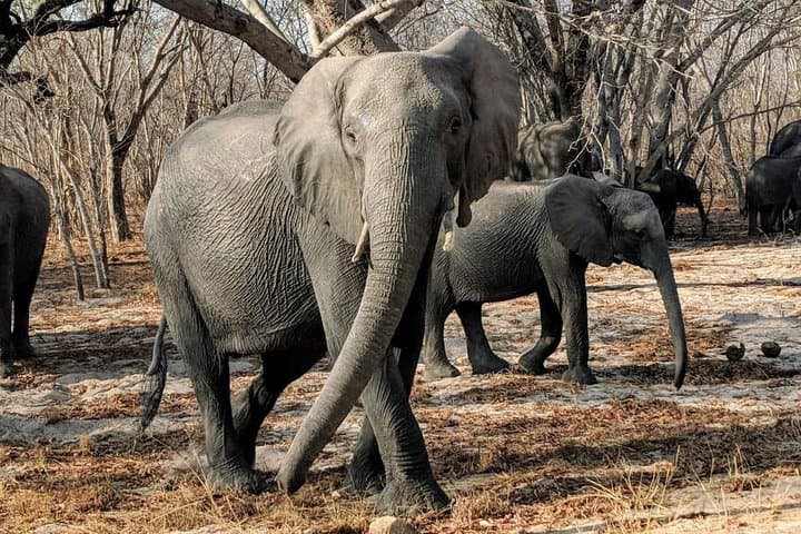 Full-Day Hwange Safari from Victoria Falls: Game Drives & Wildlife Viewing