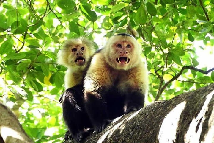 Tamarindo Canopy Zipline Adventure — Fly Over Costa Rica’s Dry Forest photo 2