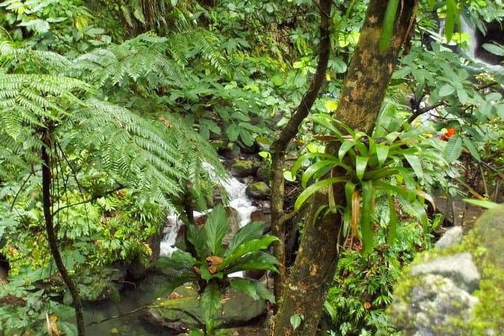 St Kitts Rainforest Tour: 2-Hour Eco Walk with Monkeys, Birds & Medicinal Plants