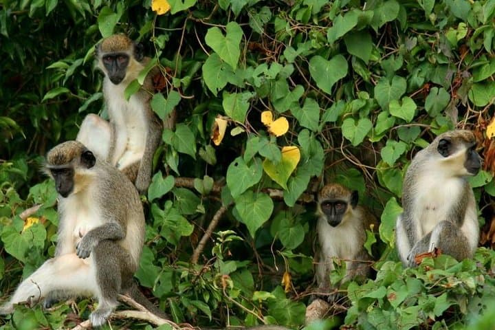 St Kitts Rainforest Tour: 2-Hour Eco Walk with Monkeys, Birds & Medicinal Plants photo 2
