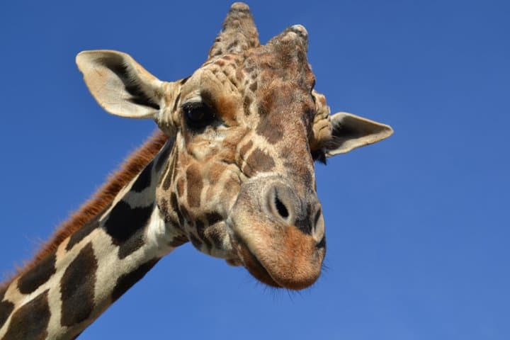 Monterrey Biopark Star Safari Day Trip — Wildlife Encounters & Practical Tips