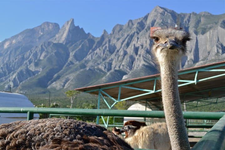 Monterrey Biopark Star Safari Day Trip — Wildlife Encounters & Practical Tips photo 2