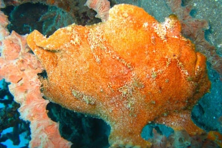Scuba Diving Padang Bay Bali: Blue Lagoon & Coral Garden Two-Tank Trip