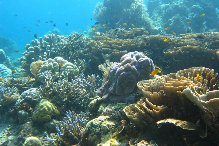 Scuba Diving Padang Bay Bali: Blue Lagoon & Coral Garden Two-Tank Trip photo 2
