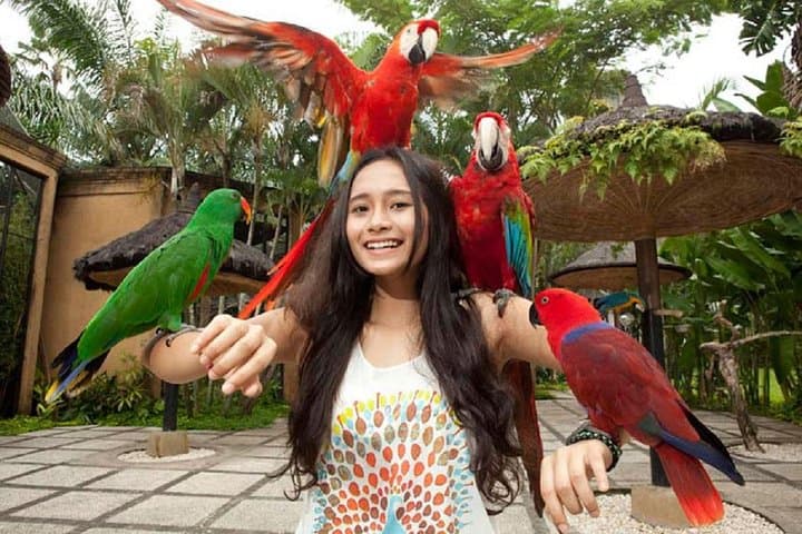 Full-Day Bali Bird Park and Kintamani Volcano Tour — Ubud Villages & Rice Terraces photo 2