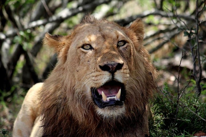 Kruger National Park 2-Day Open-Vehicle Safari from Maputo photo 2