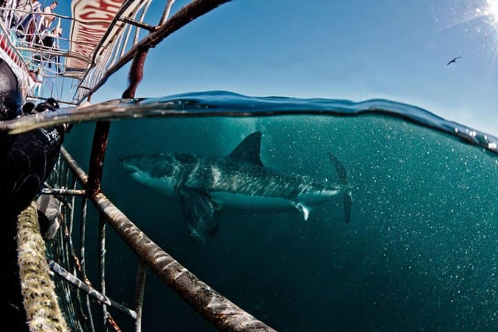 Cage Diving with Great White Sharks in Gansbaai and False Bay — Cape Town Experience